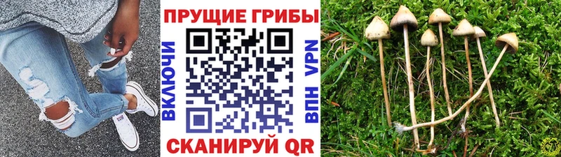 Псилоцибиновые грибы ЛСД мега как зайти Бутурлиновка